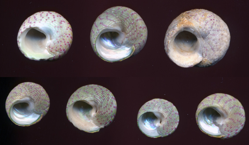 4. Gibbula divaricata/rarilineata?